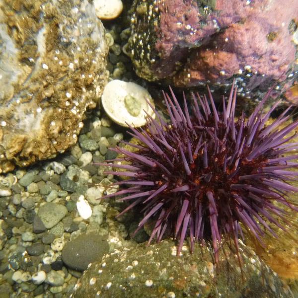 Scholarships for Fisheries Studnets