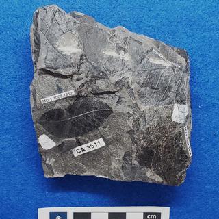 Cretaceous dicot leaf fossils in shale