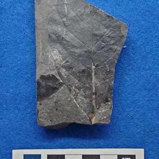 Cretaceous dicot leaf fossils in shale