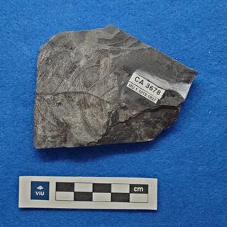Cretaceous dicot leaf fossils in shale