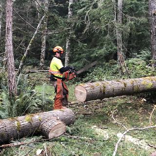 Person in safety gear holding a chainsaw beside a felled tree in a forest. 