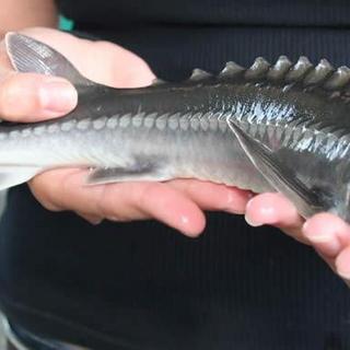 sturgeon