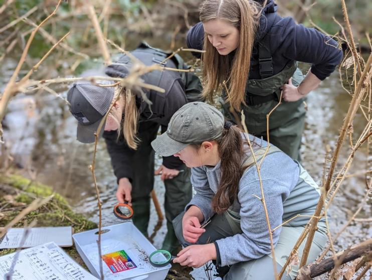 Students looking in water