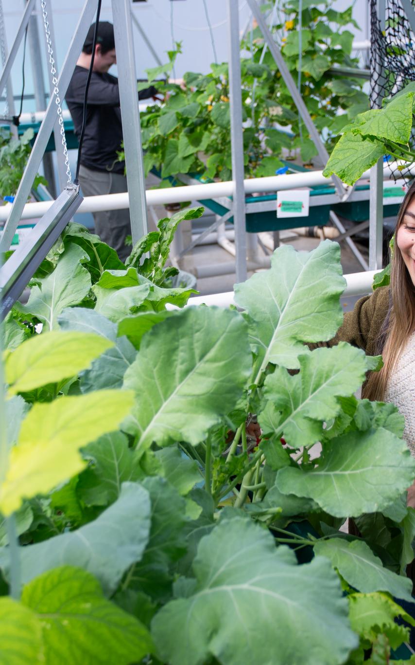 Fish and Aqua student working in greenhouse